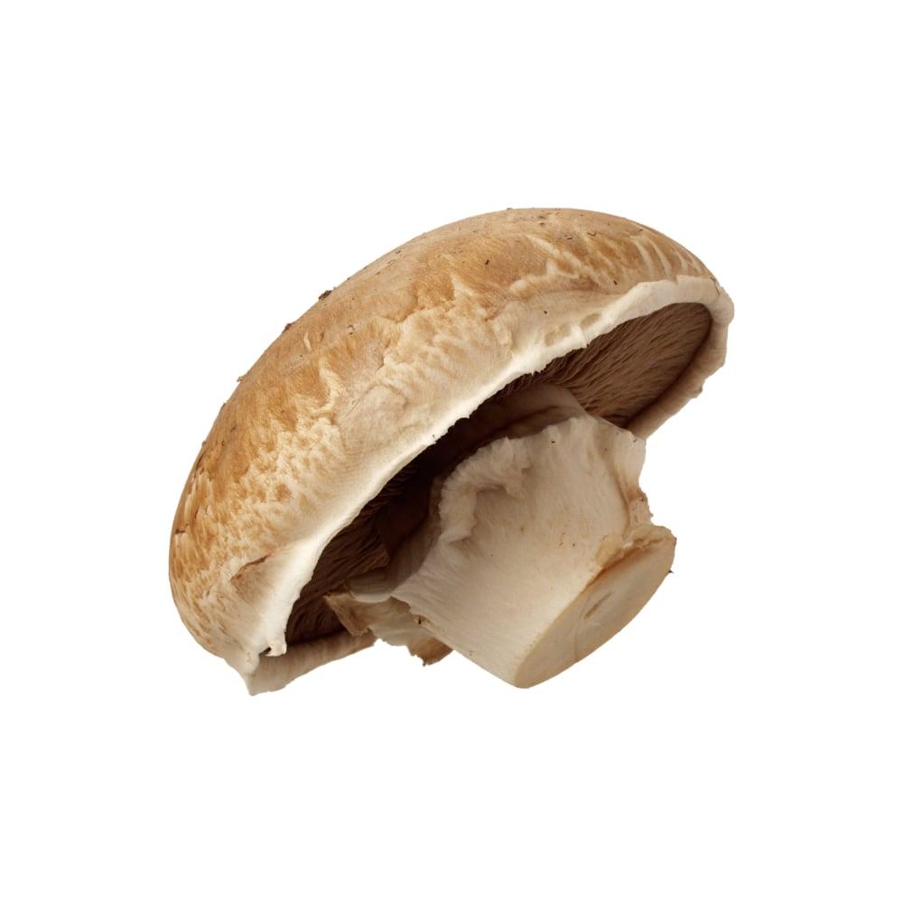 Champignon portobello grosse tete