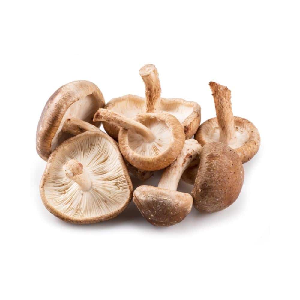 Champignon shiitake