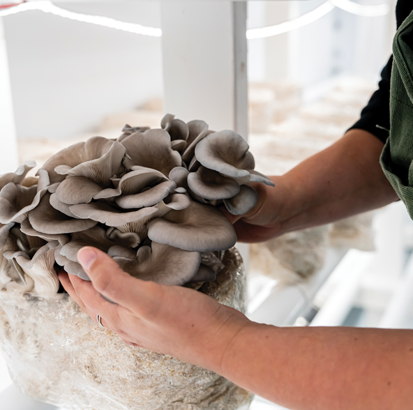 Maturin, comme à la ferme - Champignons - Mycep