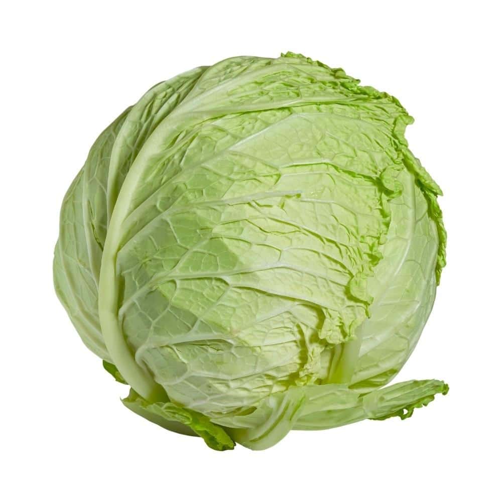 Cabbage green jumbo