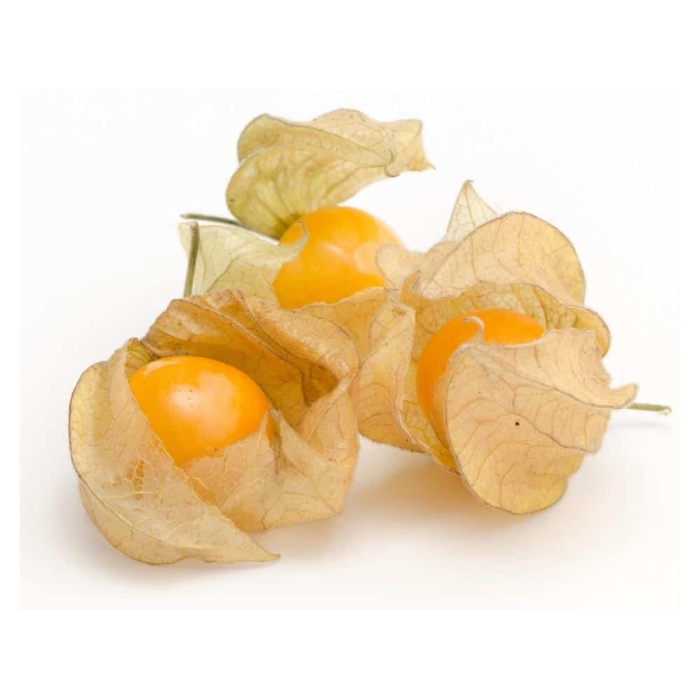 Physalis – cerise de terre