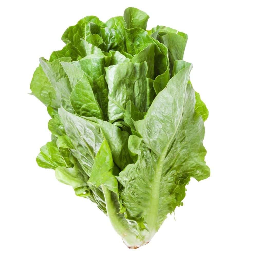 Lettuce romaine