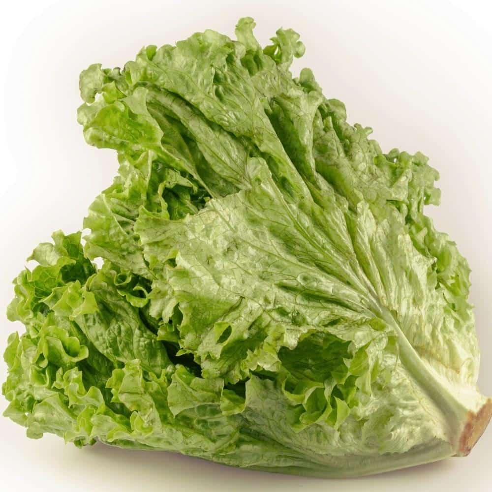 Lettuce green leaf